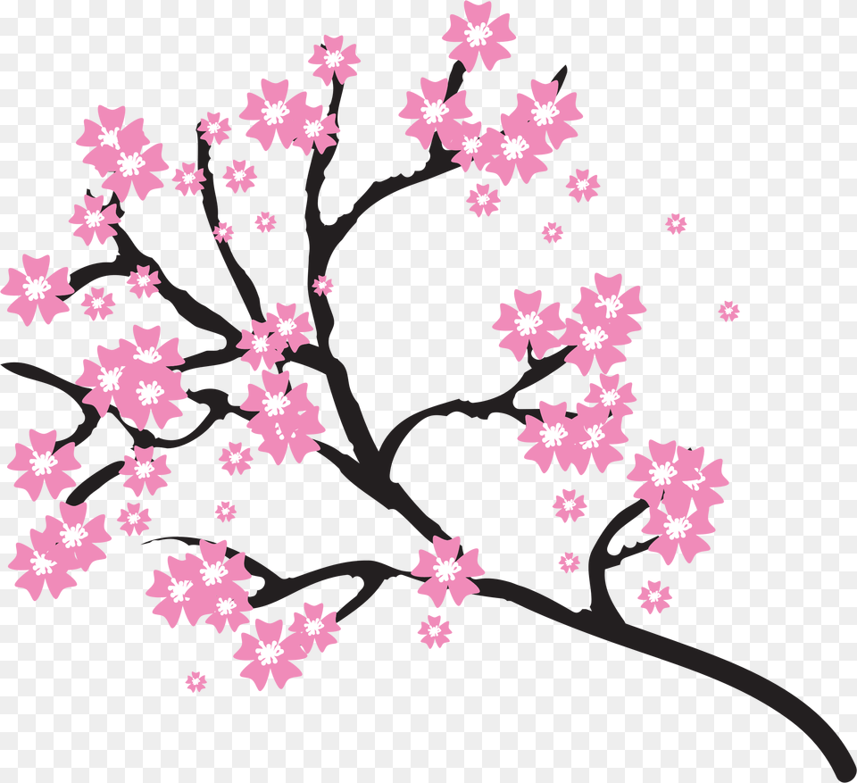 Cherry Blossom Images, Flower, Plant, Cherry Blossom Png Image
