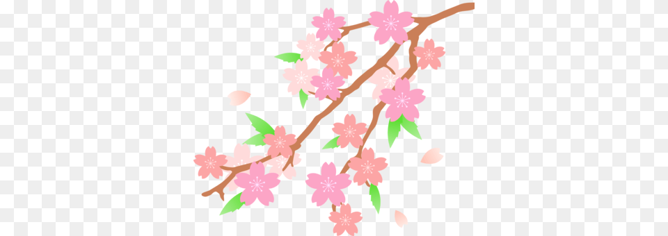 Cherry Blossom Japan Flower, Plant, Cherry Blossom, Person, Baby Free Transparent Png
