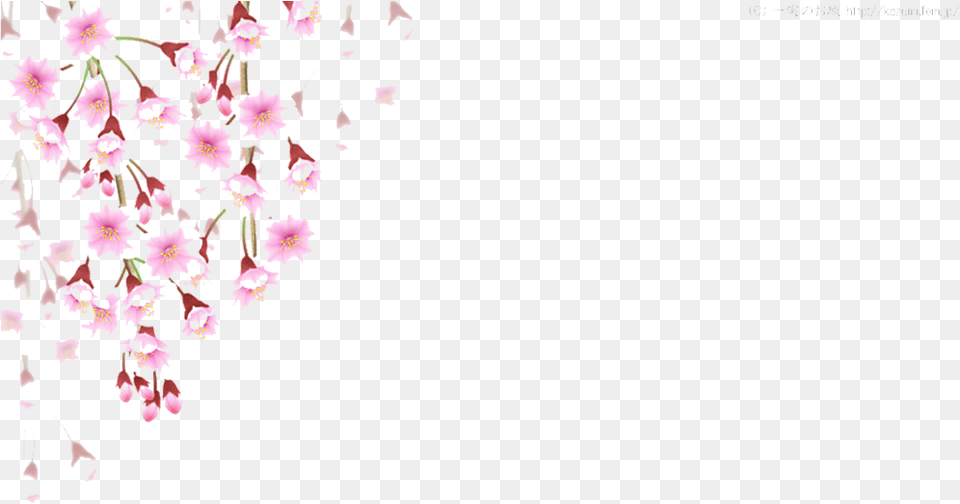 Cherry Blossom Leaves Falling Cherry Blossom Falling, Flower, Plant, Cherry Blossom, Petal Png
