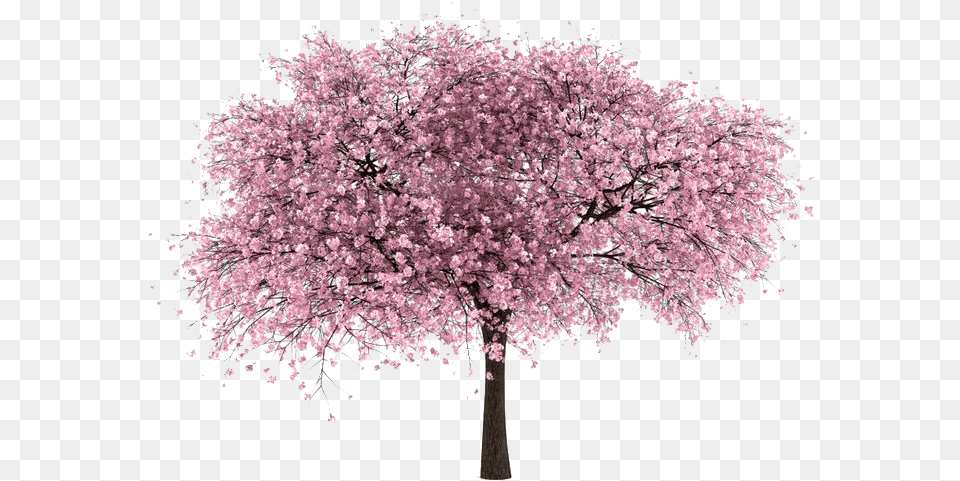 Cherry Blossom No Background Cherry Blossom Tree, Flower, Plant, Cherry Blossom Free Png