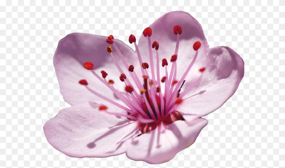 Cherry Blossom Of The Prunus Genus Cherry Blossom Single Flower, Plant, Cherry Blossom, Pollen, Anther Free Transparent Png