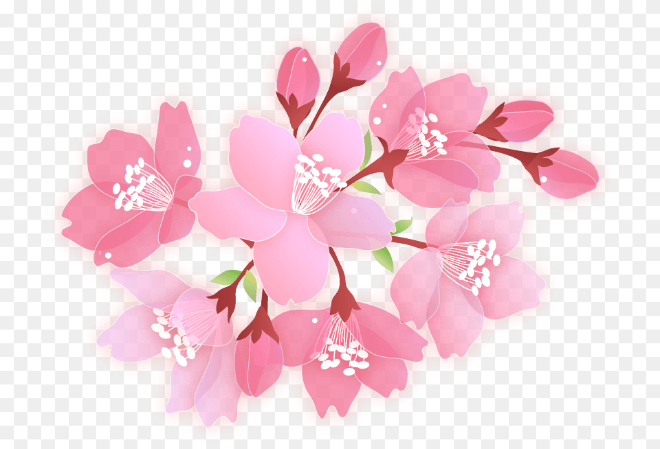 Cherry Blossom Petal, Flower, Plant, Geranium, Cherry Blossom Png Image