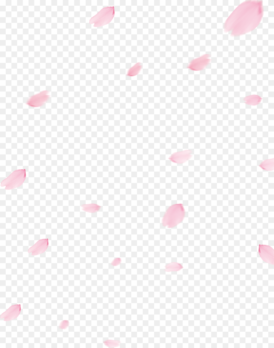 Cherry Blossom Petal Cherry Blossom Petals, Flower, Plant, Astronomy, Moon Free Png