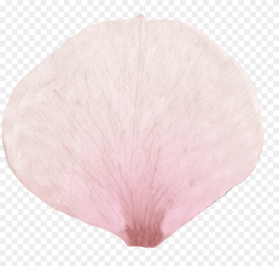 Cherry Blossom Petal Picture Royalty Stock Heart, Flower, Plant, Diaper, Anemone Png