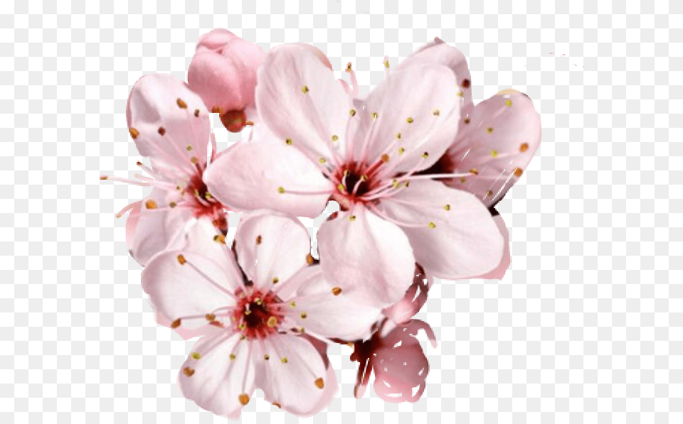 Cherry Blossom Petals Falling Cherry Blossom Flower Beautiful Happy Birthday Mom, Plant, Cherry Blossom, Petal Free Png
