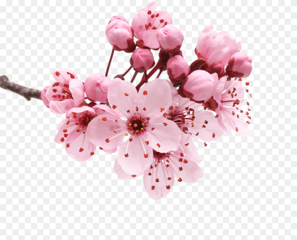 Cherry Blossom Petals Flower Cherry Blossom, Plant, Cherry Blossom Png Image
