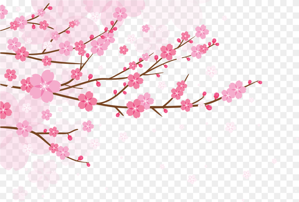 Cherry Blossom Pink Background, Flower, Plant, Cherry Blossom Png Image