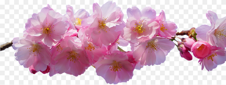 Cherry Blossom Pink Isolated Spring Flowers With No Background, Flower, Plant, Cherry Blossom, Petal Free Png