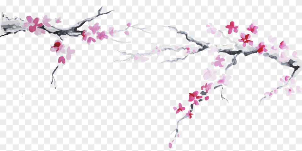 Cherry Blossom Plum Flower Clipart Japan Cherry Blossom, Petal, Plant, Cherry Blossom Free Transparent Png