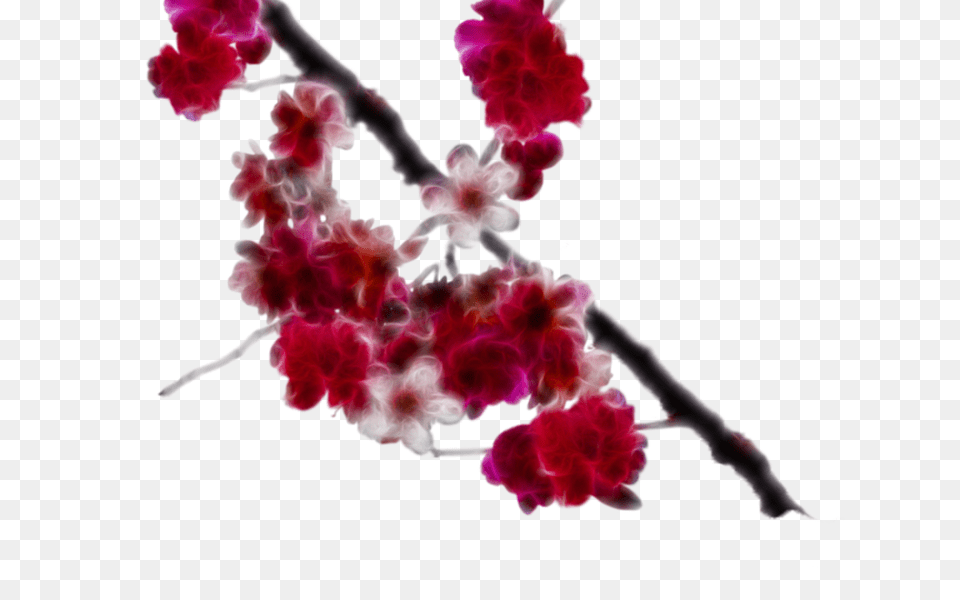 Cherry Blossom Sakura Flower Clip Art Gardening Flower, Plant, Petal, Person, Cherry Blossom Free Png Download
