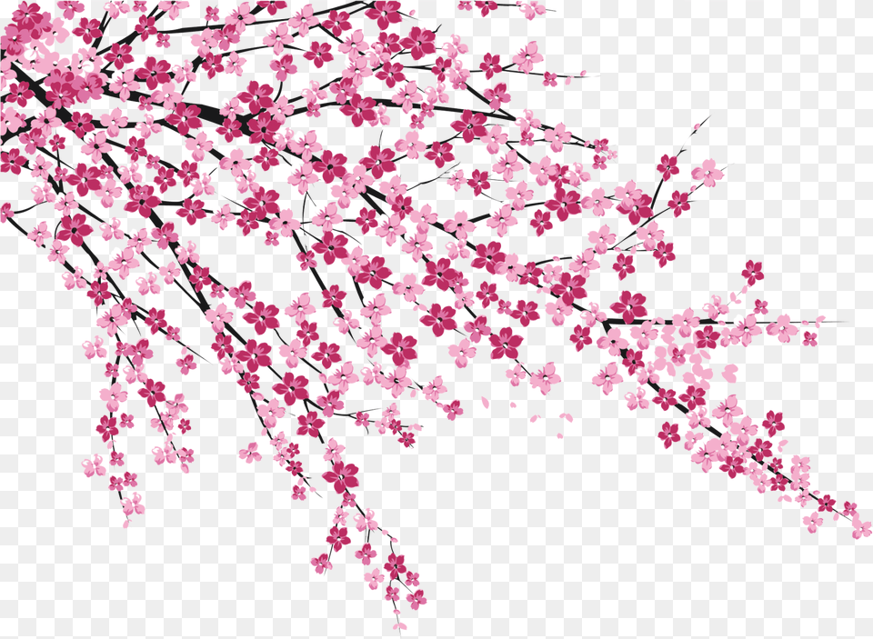 Cherry Blossom Sakura No Hanabiratachi Transparent Cherry Blossom, Flower, Plant, Cherry Blossom, Petal Free Png Download