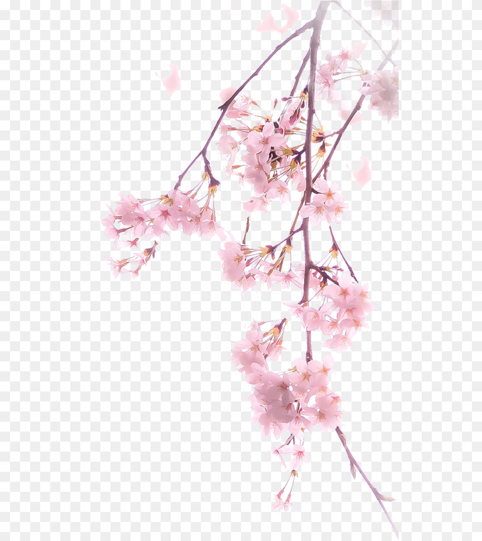 Cherry Blossom Spring Cherry Blossom Tree, Plant, Flower, Petal, Cherry Blossom Free Png