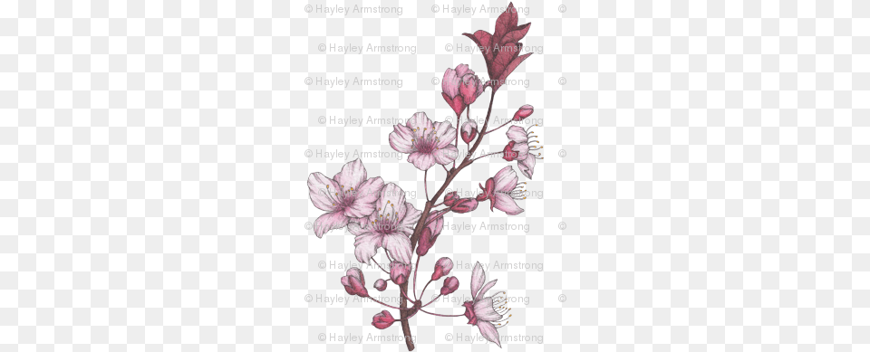 Cherry Blossom Spring Florals Illustration, Anther, Flower, Plant, Cherry Blossom Free Png Download