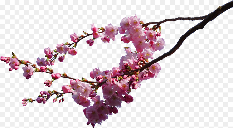 Cherry Blossom Background, Flower, Petal, Plant, Cherry Blossom Free Transparent Png