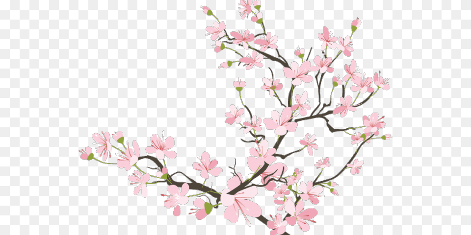 Cherry Blossom Transparent Background, Flower, Plant, Cherry Blossom Png