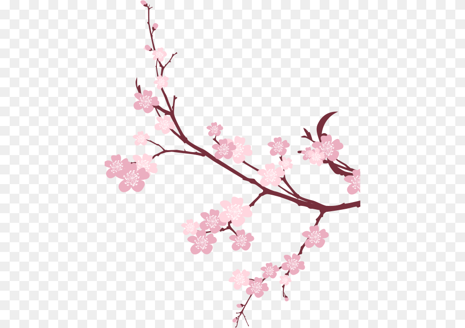 Cherry Blossom Transparent Background, Flower, Plant, Cherry Blossom Free Png
