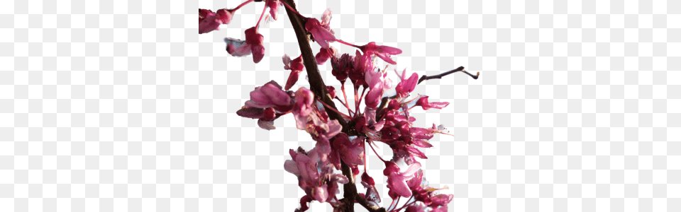 Cherry Blossom Cherry Blossom Branch, Flower, Petal, Plant, Cherry Blossom Free Transparent Png