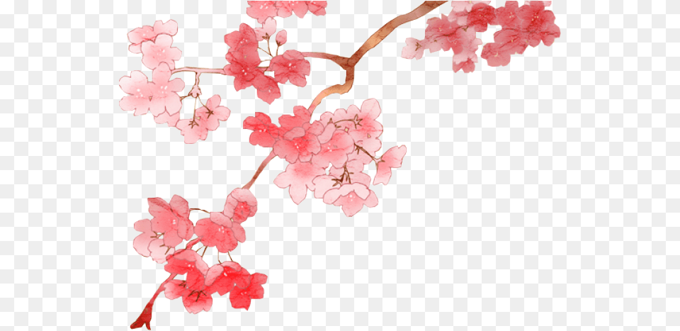 Cherry Blossom Image Anime Cherry Blossom, Flower, Plant, Cherry Blossom, Petal Free Transparent Png