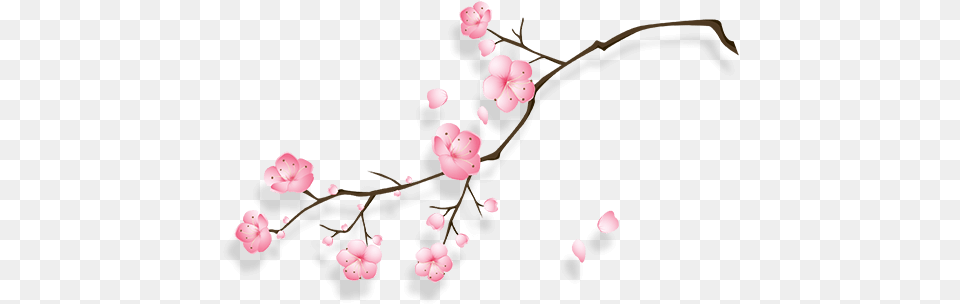 Cherry Blossom Transparent Cherry Blossom Cny, Flower, Plant, Cherry Blossom, Chandelier Png Image