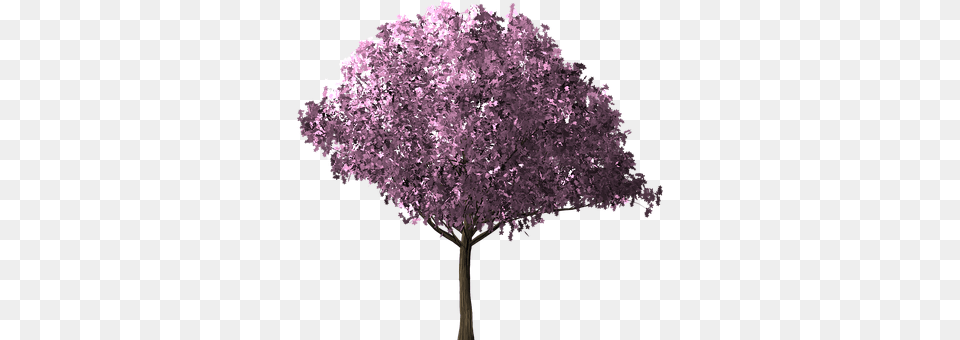 Cherry Blossom Tree Flower, Plant, Purple, Lilac Png Image