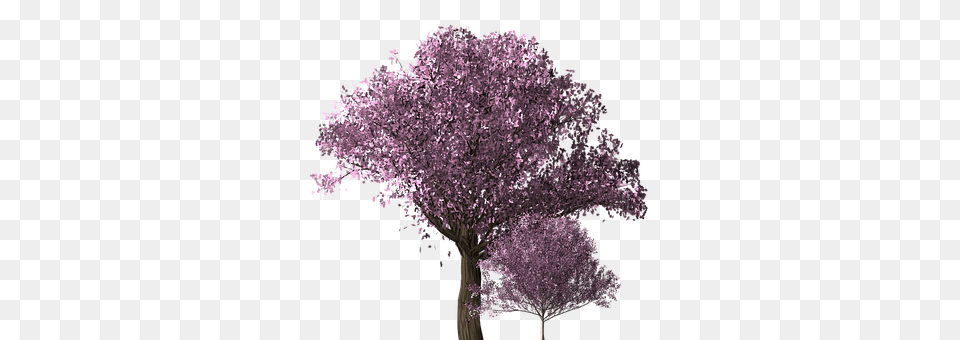 Cherry Blossom Tree Flower, Plant, Purple, Cherry Blossom Free Transparent Png