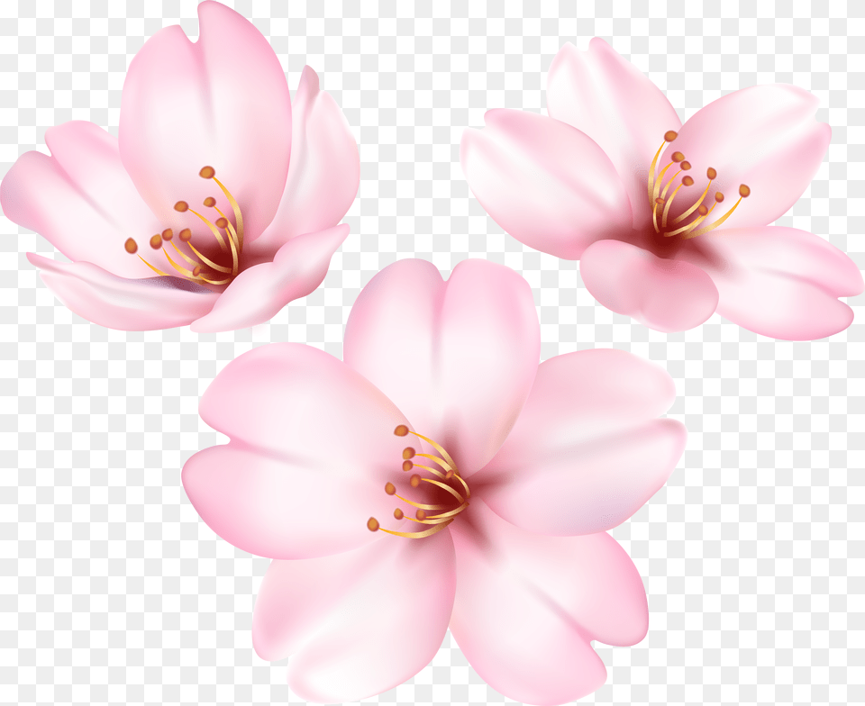 Cherry Blossom Tree Free Transparent Png