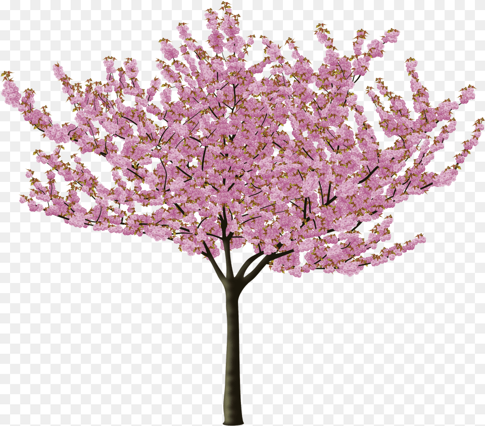 Cherry Blossom Tree, Flower, Plant, Cherry Blossom Free Png Download