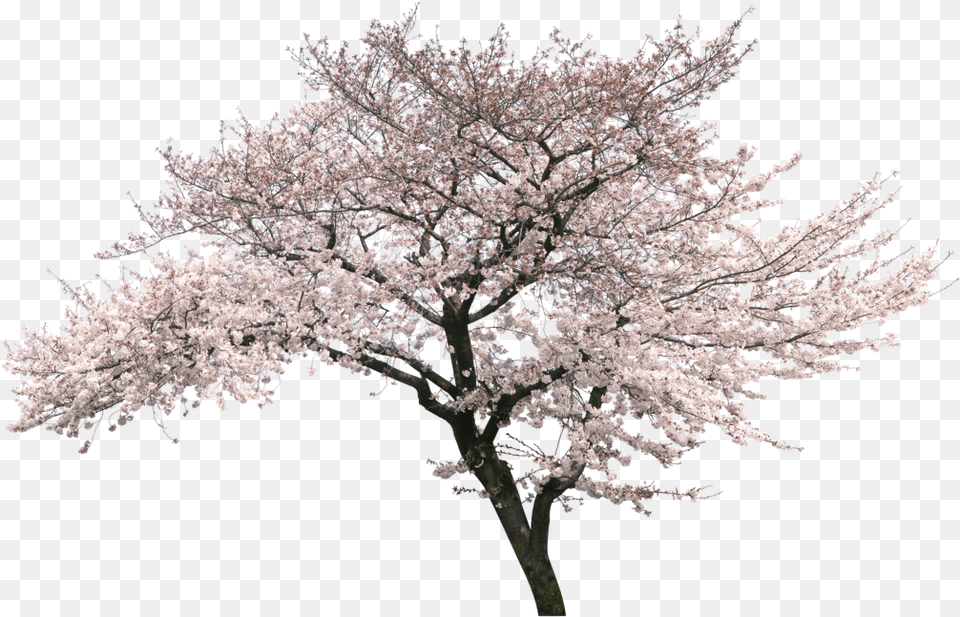 Cherry Blossom Tree, Flower, Plant, Cherry Blossom Png