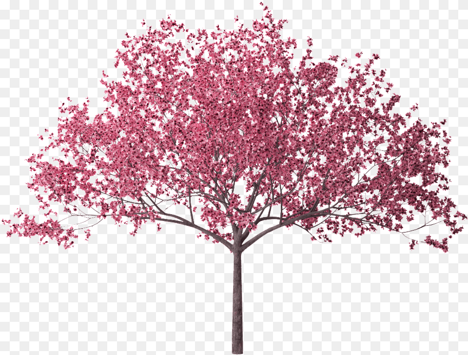 Cherry Blossom Tree, Flower, Plant, Cherry Blossom Png Image