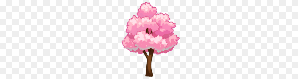 Cherry Blossom Tree, Flower, Plant, Carnation, Outdoors Free Transparent Png