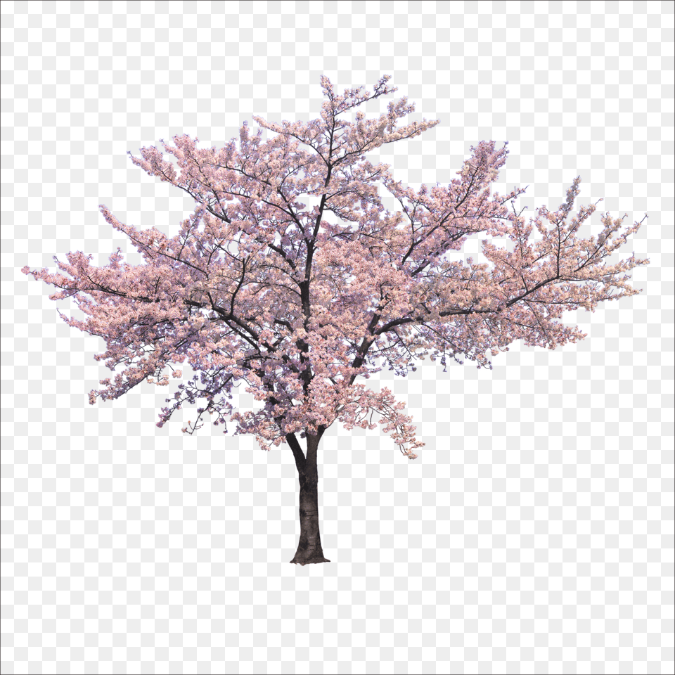 Cherry Blossom Tree, Flower, Plant, Cherry Blossom Free Png