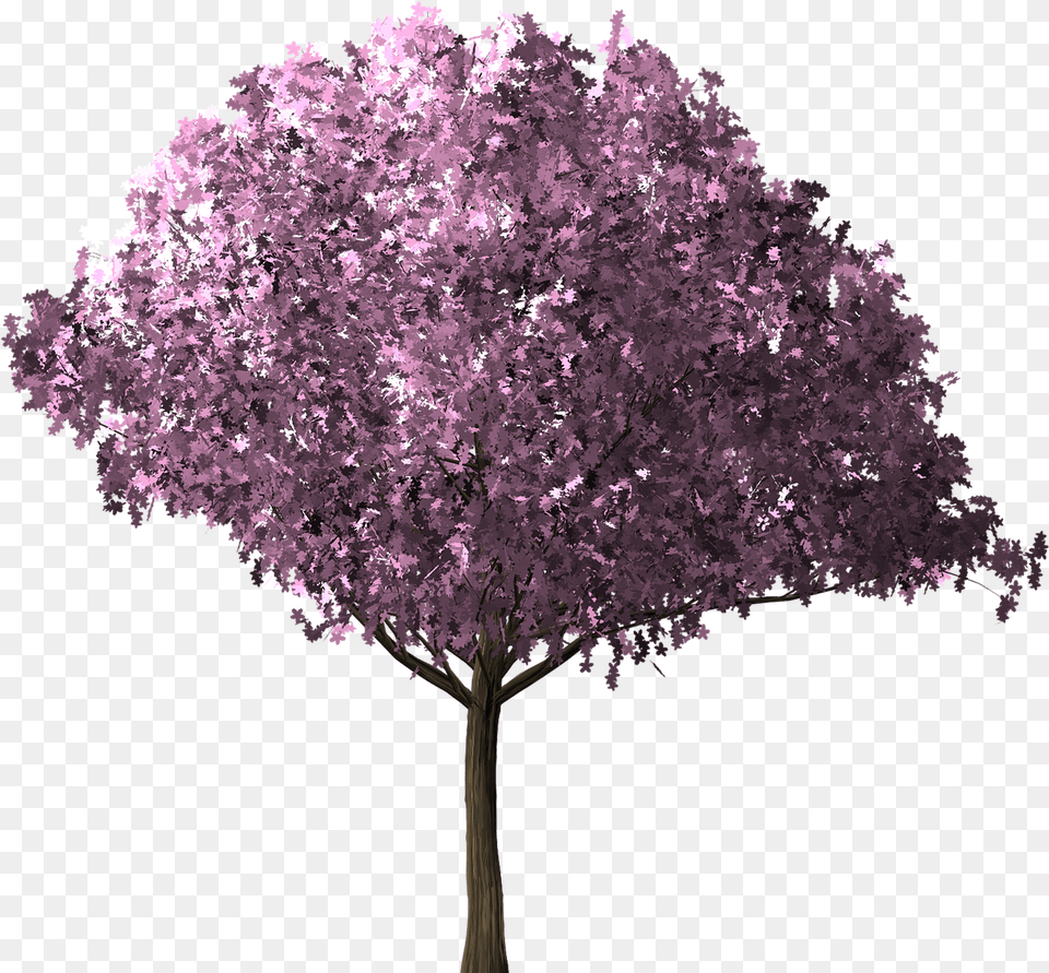 Cherry Blossom Tree Arbol De Cerezo, Flower, Plant, Purple, Cherry Blossom Free Transparent Png