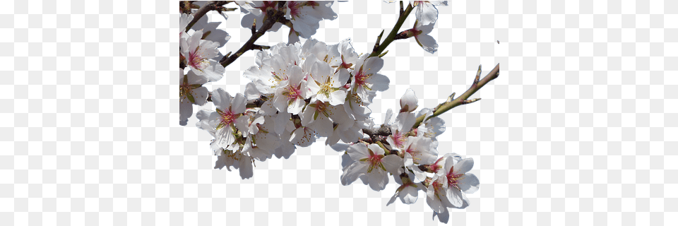 Cherry Blossom Tree Background Clipart Images Branch, Flower, Plant, Cherry Blossom, Person Free Png