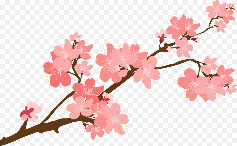 Cherry Blossom Tree Branch Flower Stickers Transparent Background, Plant, Cherry Blossom Free Png Download