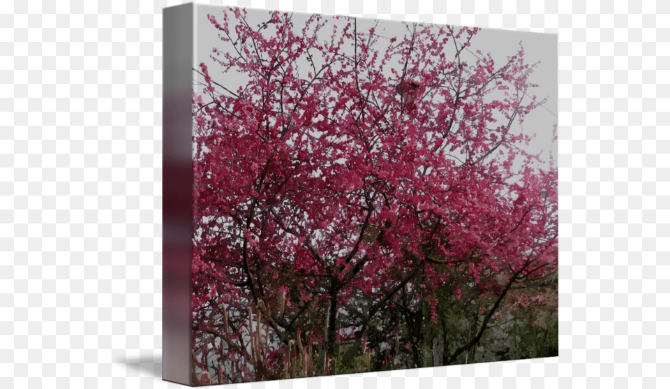 Cherry Blossom Tree By Lanjee Chee Cherry Blossom, Flower, Plant, Cherry Blossom, Vegetation Free Png Download