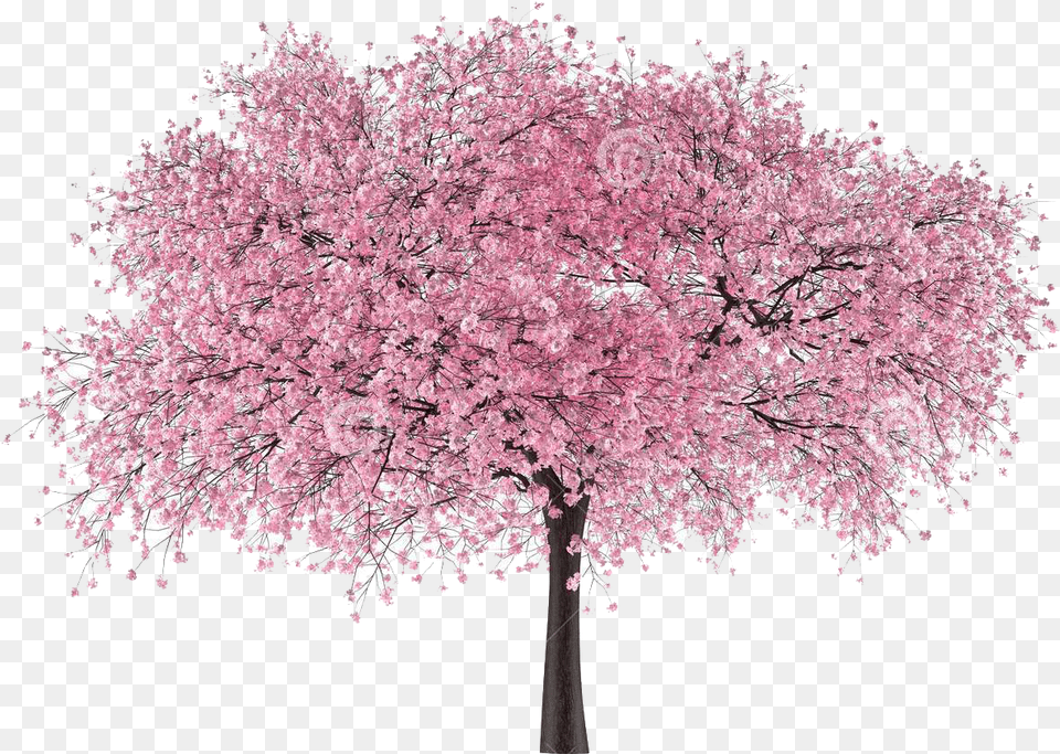 Cherry Blossom Tree Cherry Blossom Japanese Tree, Flower, Plant, Cherry Blossom Png Image