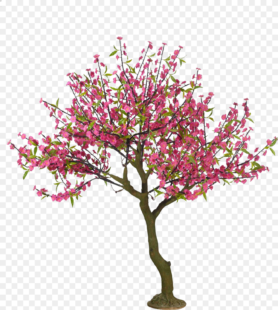 Cherry Blossom Tree Library Cherry Tree Drawing, Flower, Plant, Flower Arrangement, Cherry Blossom Free Png Download
