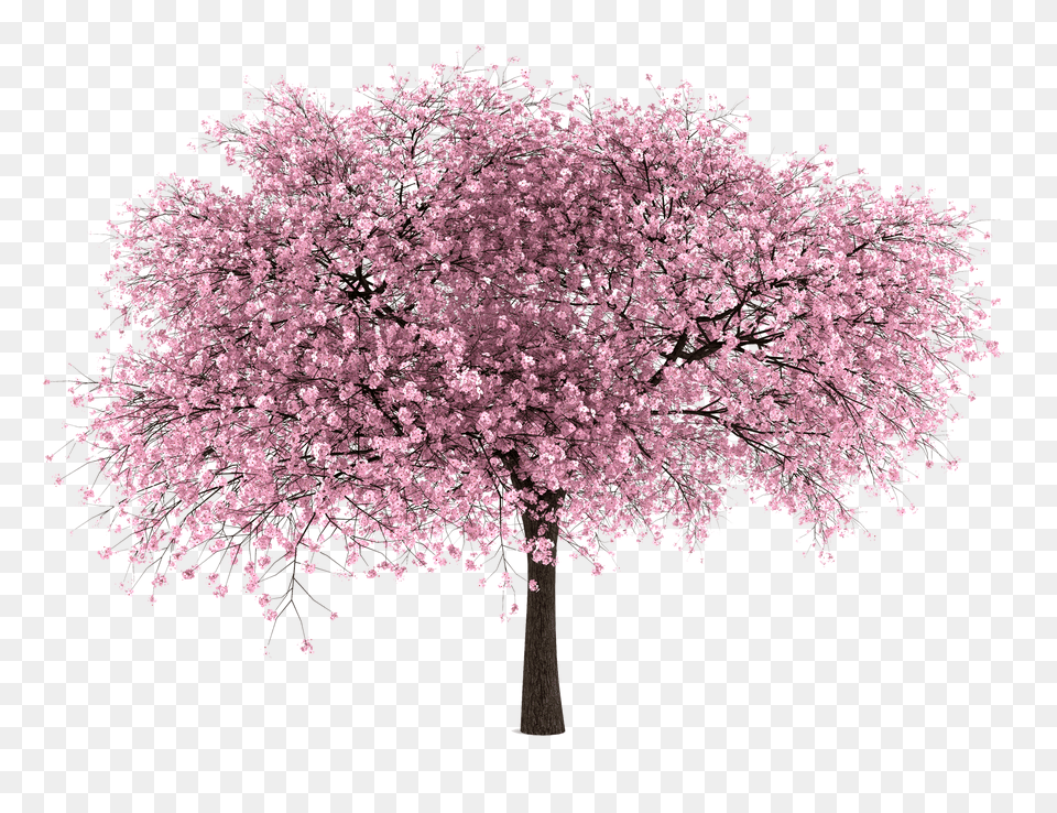 Cherry Blossom Tree Hd Transparent Cherry Blossom Tree, Flower, Plant, Cherry Blossom Png