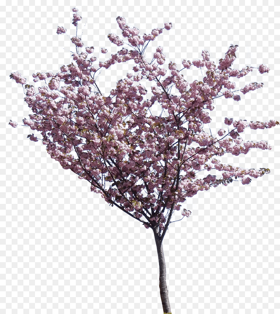 Cherry Blossom Tree Hd Transparent Trees Cherry Blossom Free Png