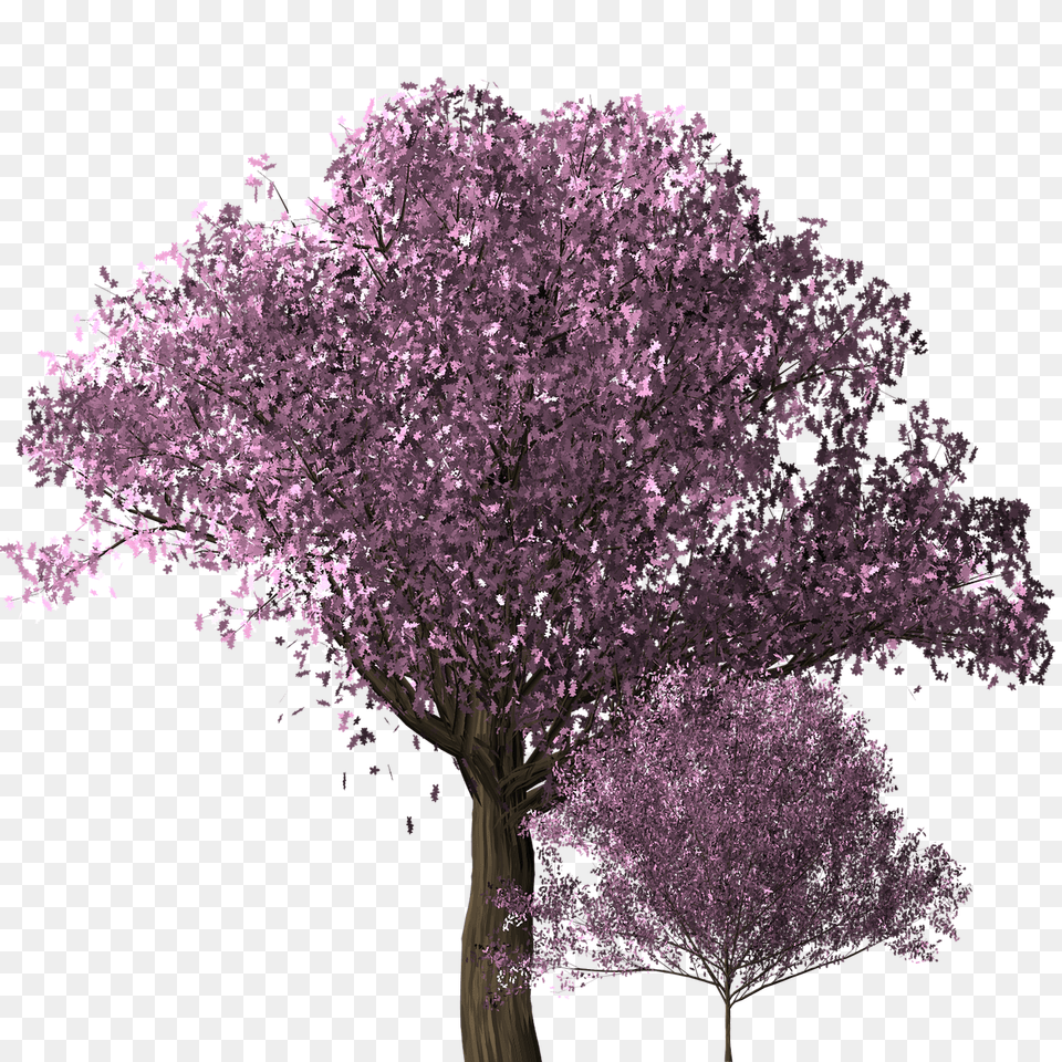 Cherry Blossom Tree Image On Pixabay Transparent Cherry Blossoms Tree, Flower, Plant, Purple, Cherry Blossom Free Png Download