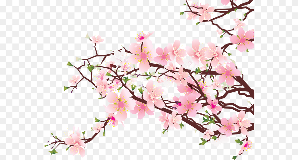 Cherry Blossom Tree Pencil Drawing Download Cherry Blossom, Flower, Plant, Cherry Blossom Free Png