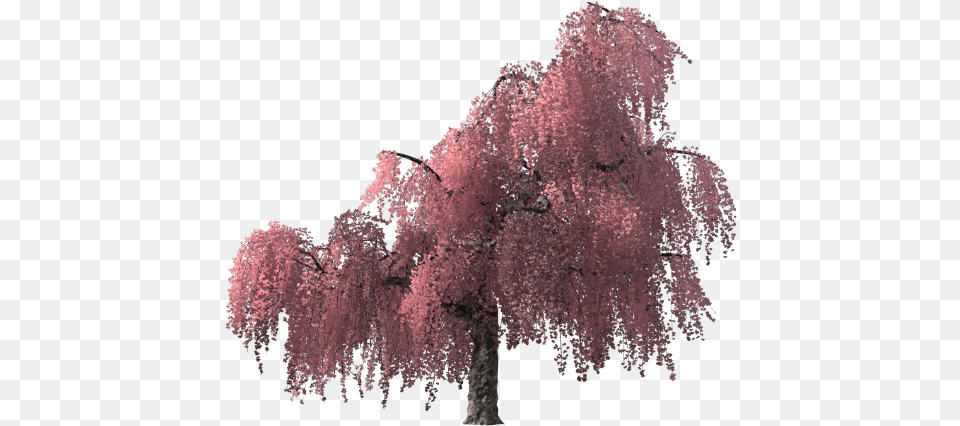 Cherry Blossom Tree Render, Flower, Plant, Cherry Blossom Free Png