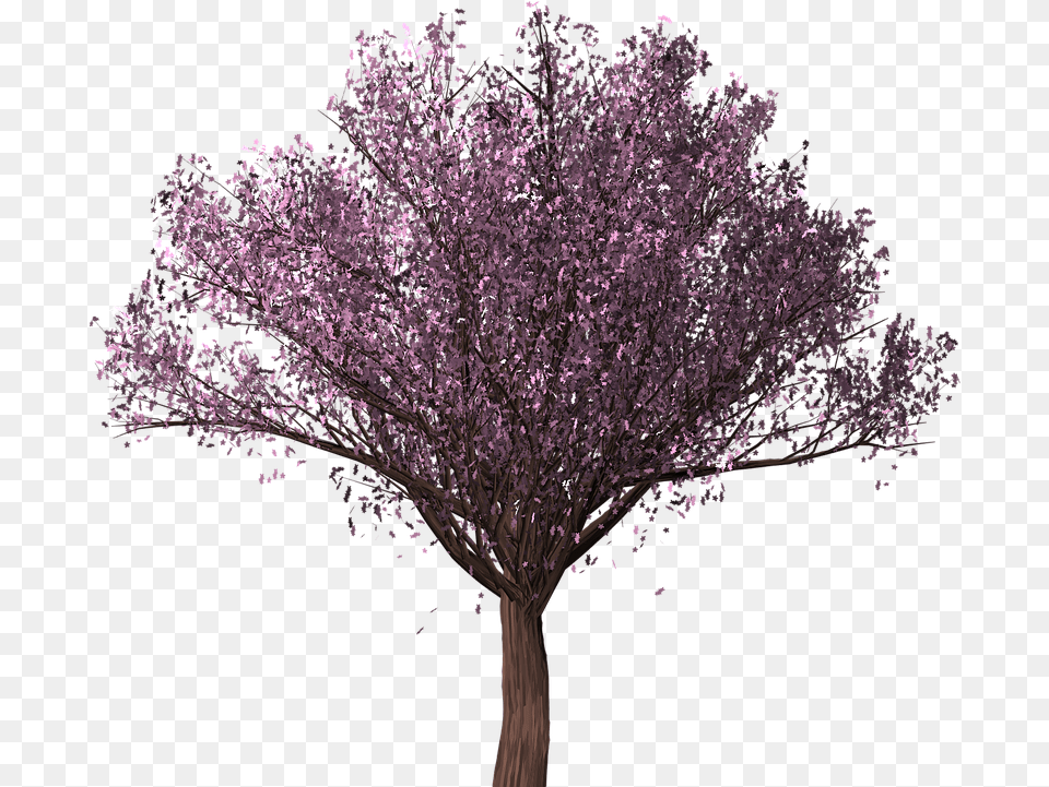 Cherry Blossom Tree Sakura Pohon Sakura, Flower, Plant, Purple, Cherry Blossom Png Image