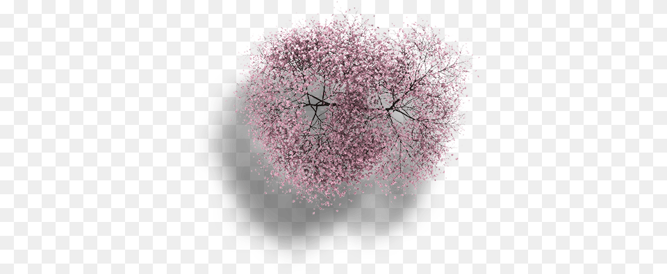 Cherry Blossom Tree Top Full Size Download Seekpng Tree, Flower, Plant, Astronomy, Moon Free Transparent Png