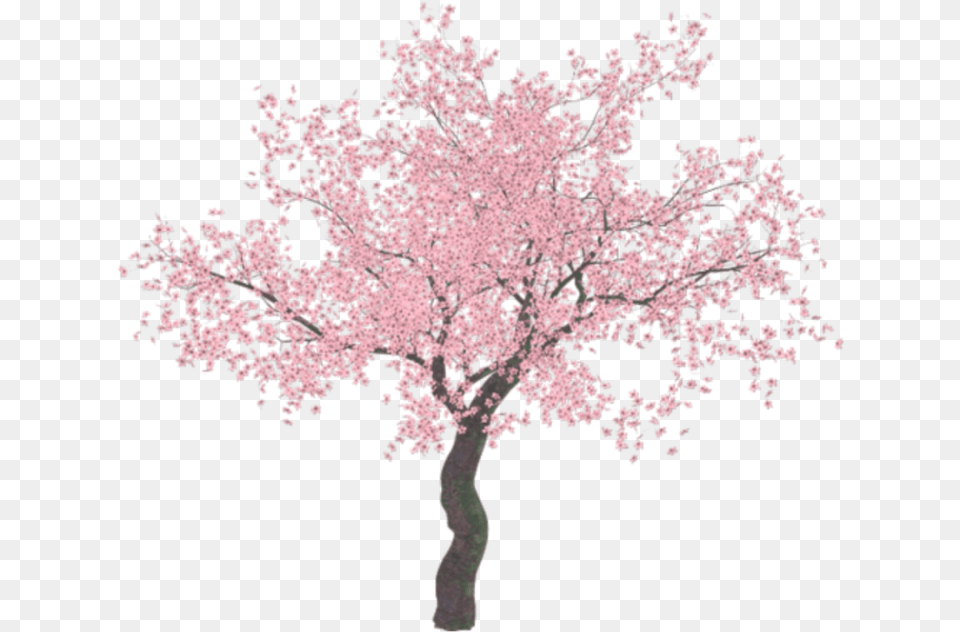 Cherry Blossom Tree Transparent, Flower, Plant, Cherry Blossom Free Png Download