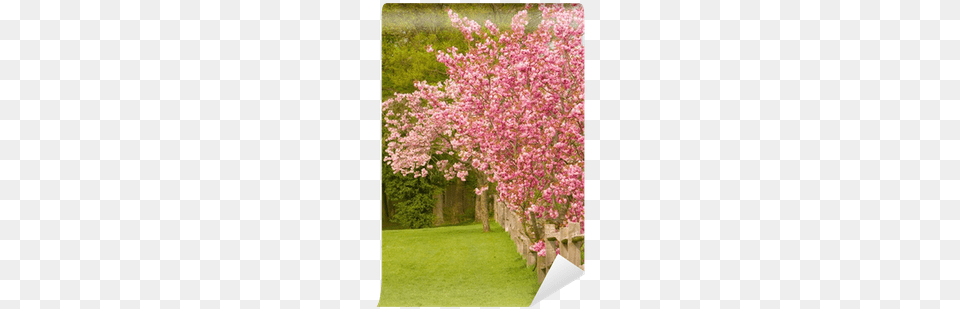 Cherry Blossom Trees Along A Post And Rail Fence Wall Cherry Blossom, Flower, Grass, Plant, Cherry Blossom Free Png