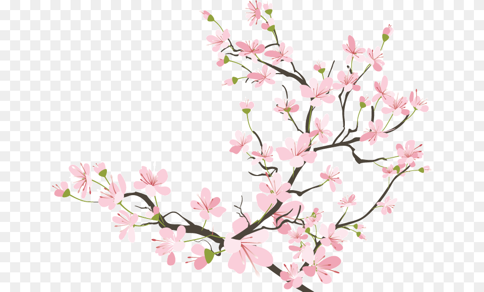 Cherry Blossom Tumblr At Japanese Cherry Blossom Transparent, Flower, Plant, Cherry Blossom Free Png