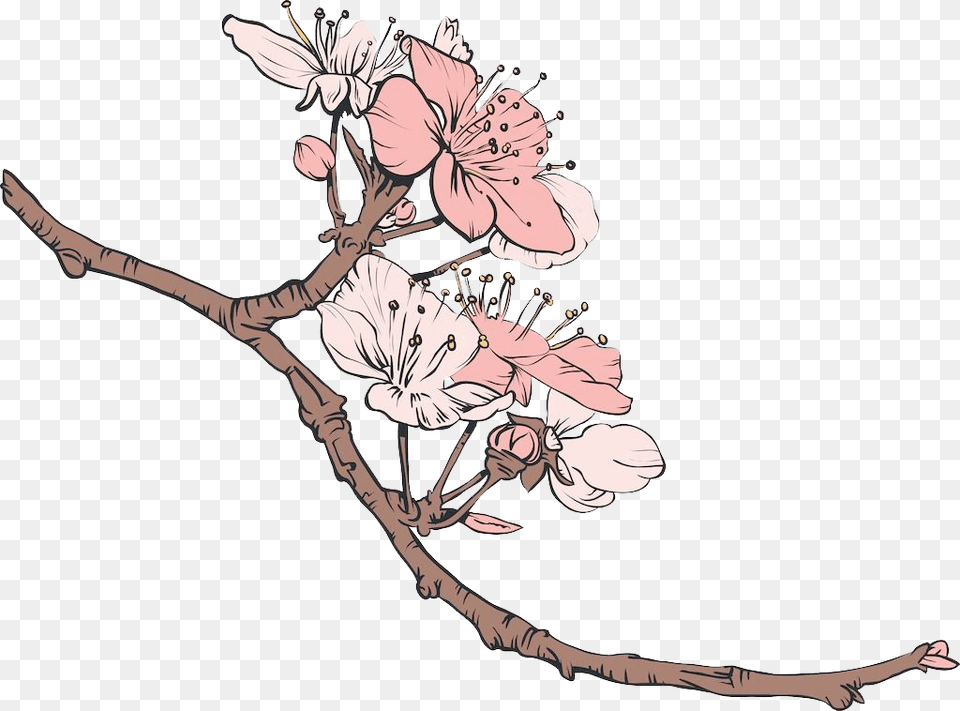 Cherry Blossom Vector, Flower, Plant, Cherry Blossom, Person Free Png Download