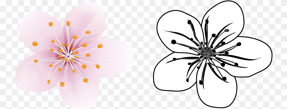 Cherry Blossom Vector Illustration Windflower, Anther, Flower, Plant, Cherry Blossom Free Transparent Png