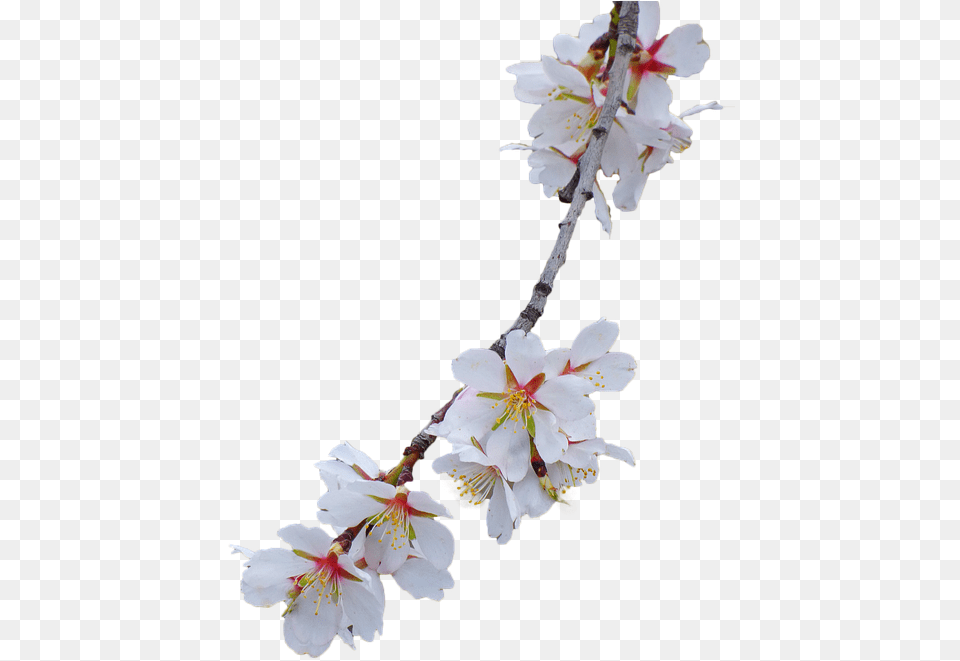 Cherry Blossom White Flower Branch, Plant, Pollen, Petal, Cherry Blossom Png Image